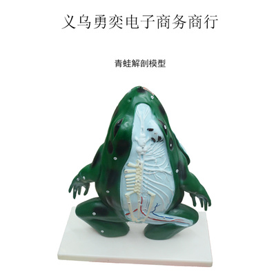 青蛙模型蛙解剖教学仪器老师上课使用教具动物教学放大
